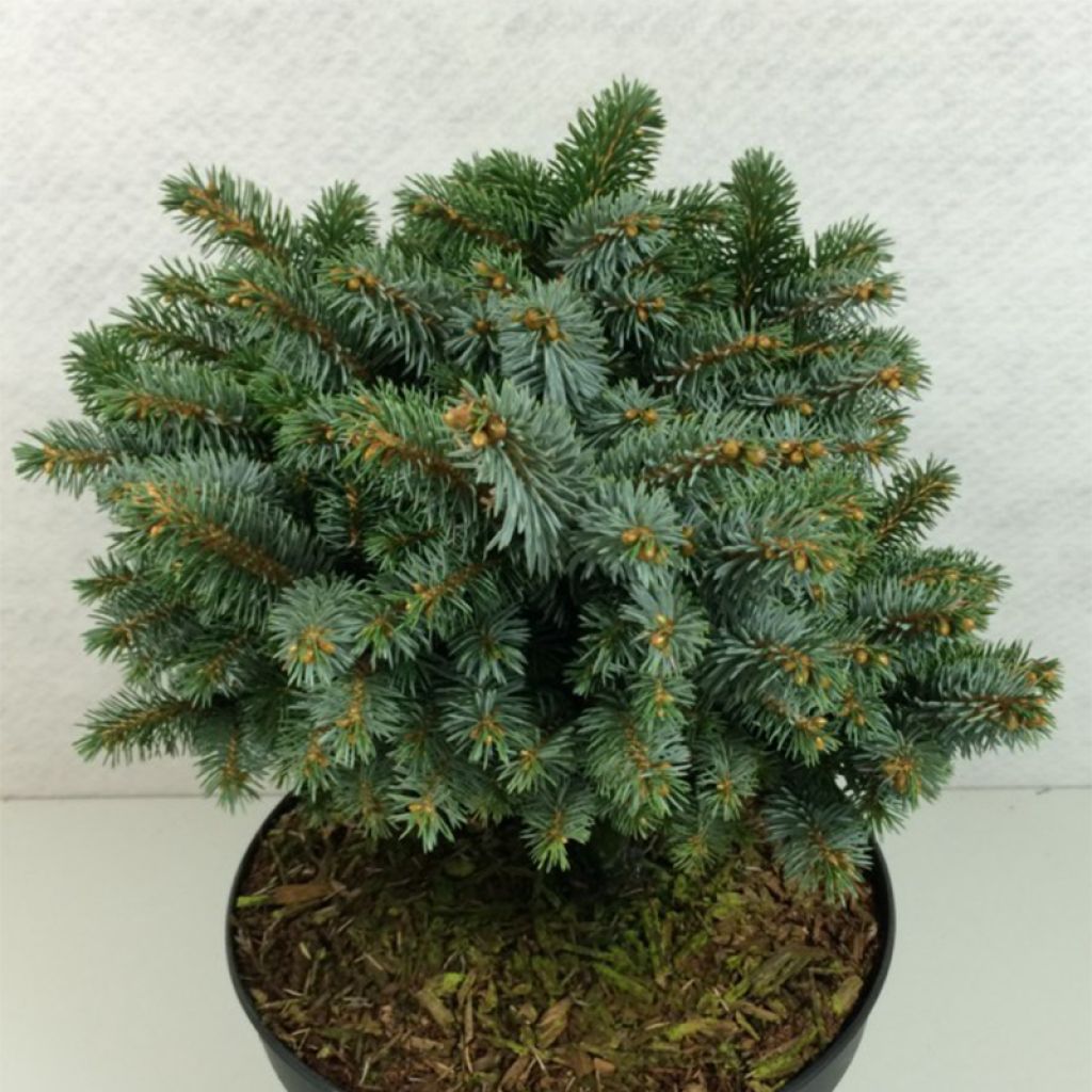 Picea sitchensis Rom - Epicea de Sitka                            