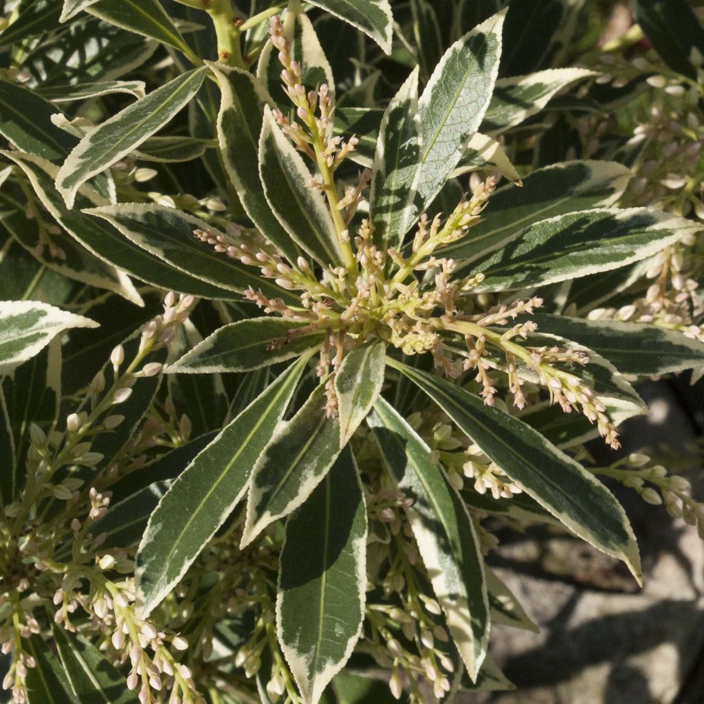 Andromède du Japon - Pieris Flaming Silver.