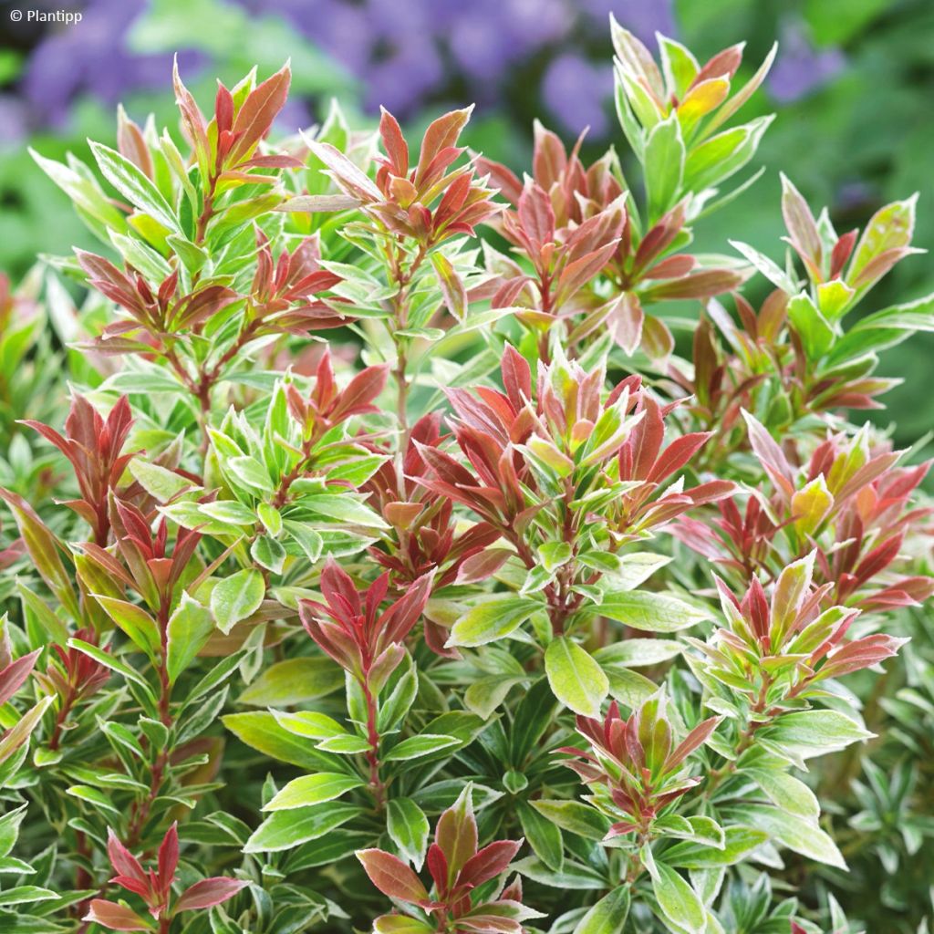 Andromède du Japon - Pieris japonica Little Goldy®