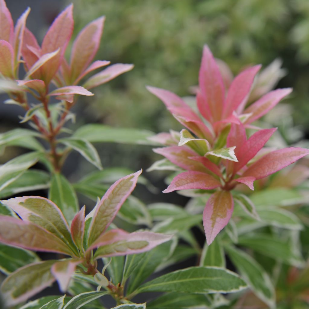 Andromède du Japon - Pieris japonica Little Heath