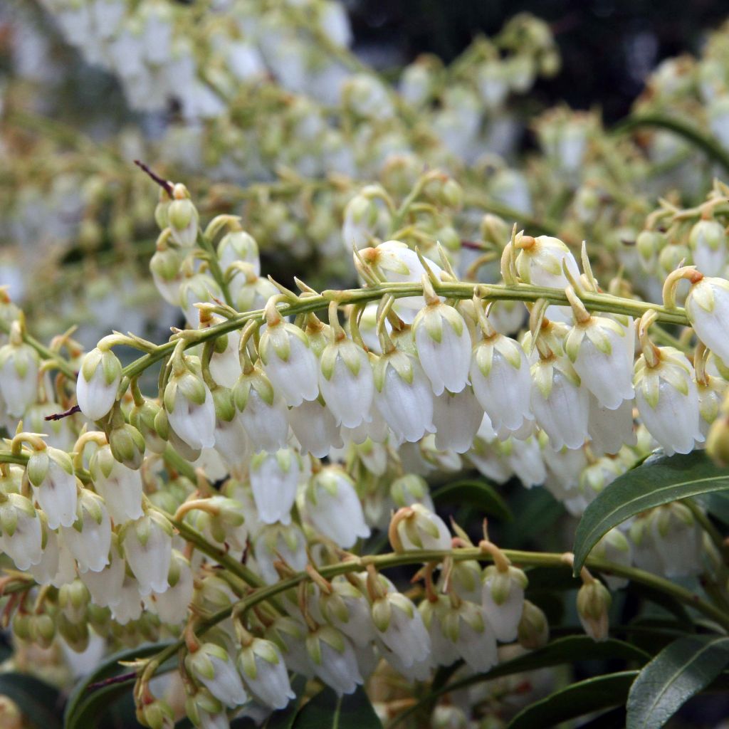 Andromède du Japon - Pieris japonica Purity