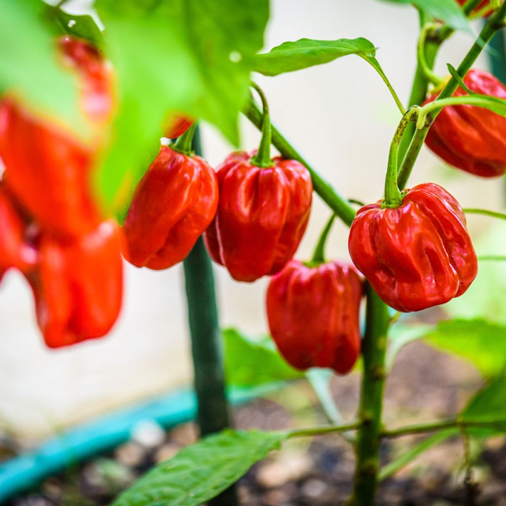 Pimienta Habanero - Capsicum chinense