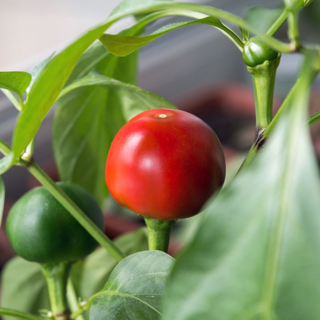 Pimienta de Cayena Red Cherry Small