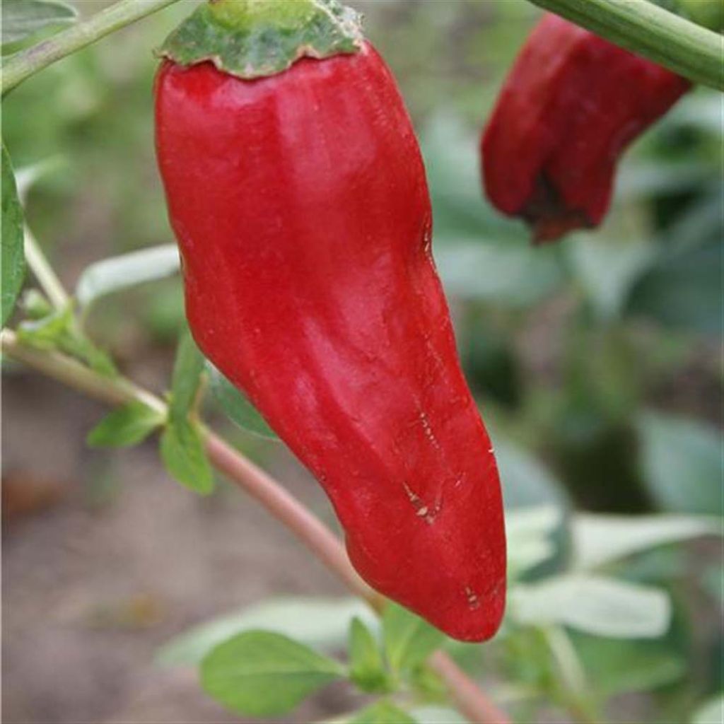 Piment de la Bresse Bio - Ferme de Sainte Marthe