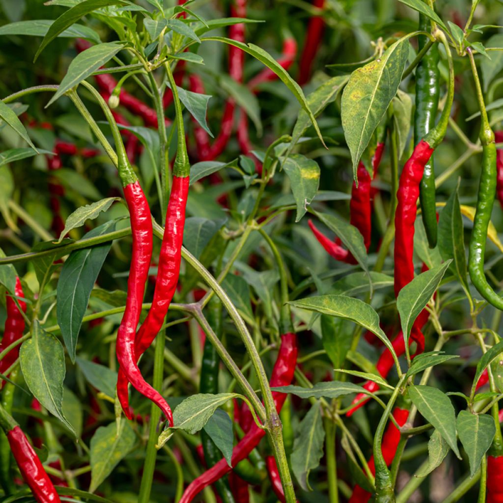 Pimiento Long des Landes