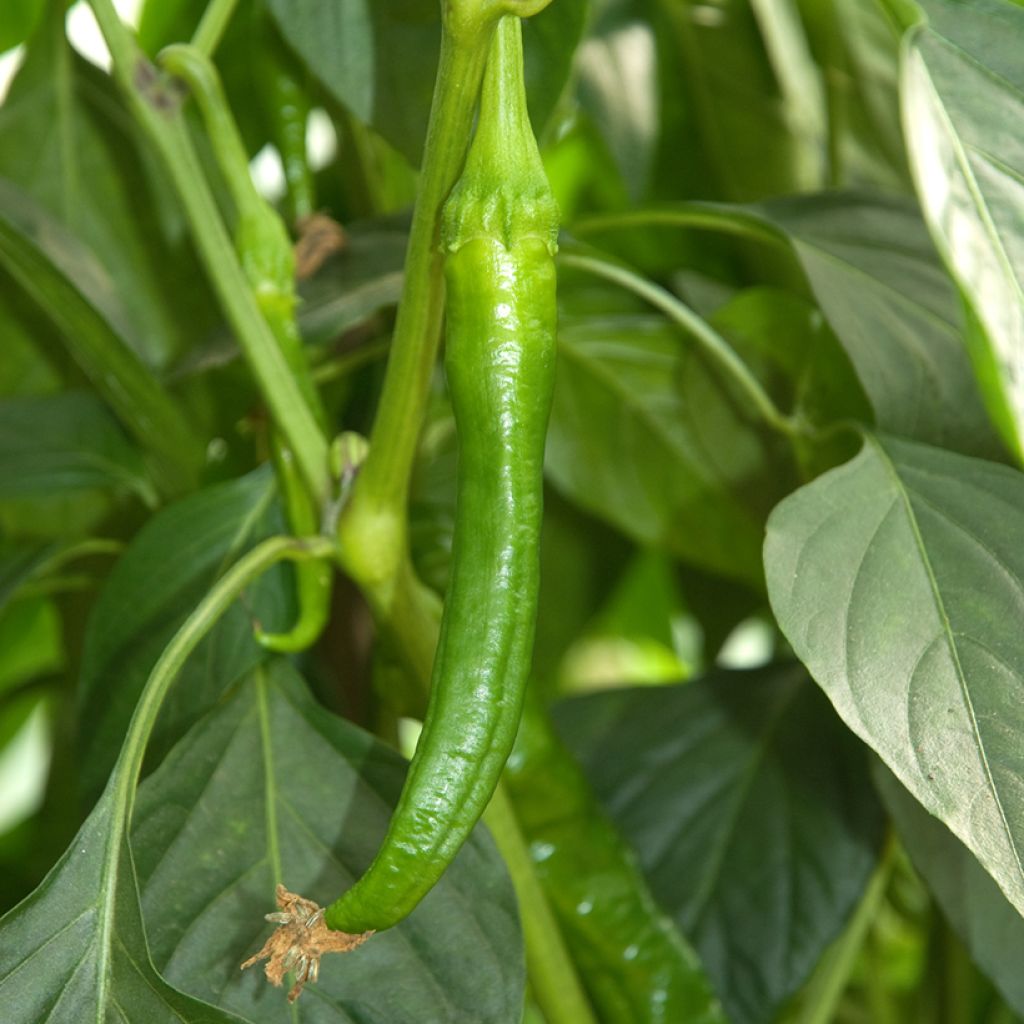 Pimiento Long des Landes