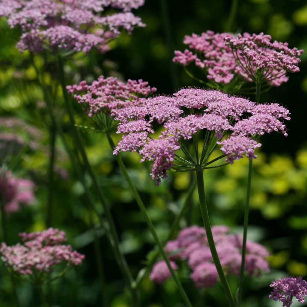 Pimpinella major Rosea