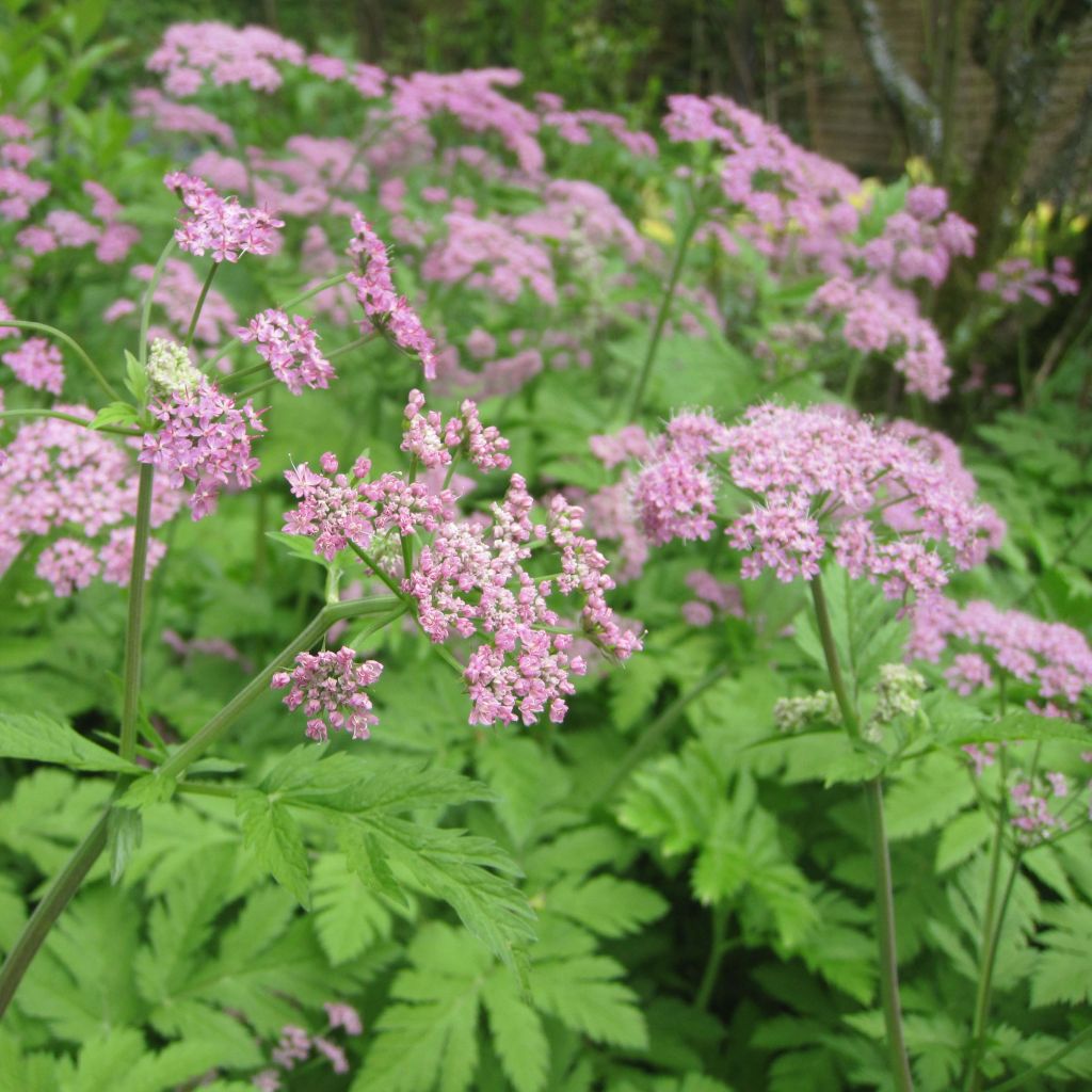 Pimpinella major Rosea