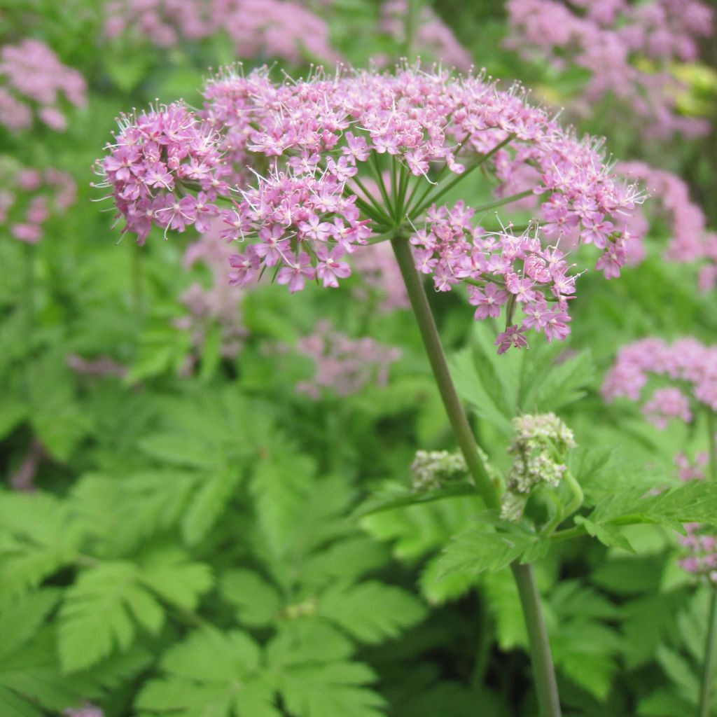 Pimpinella major Rosea