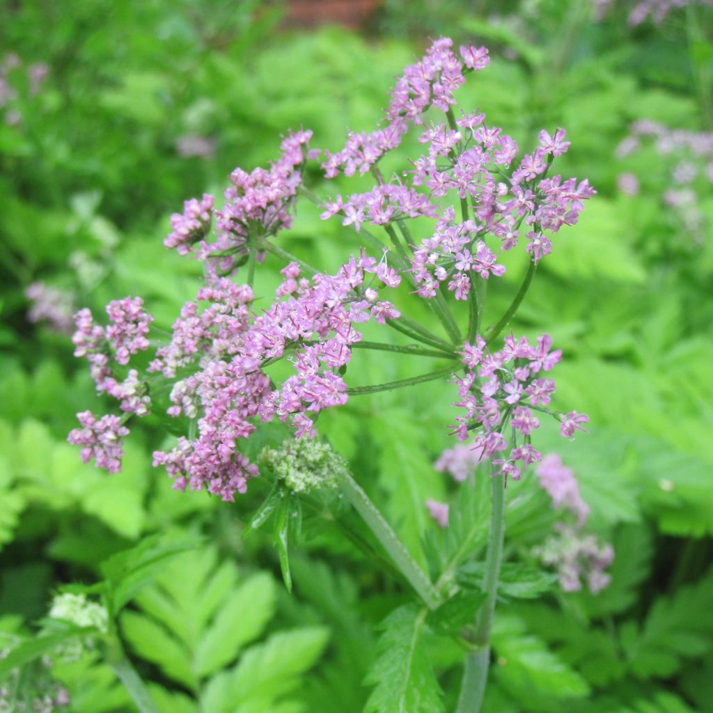 Pimpinella major Rosea