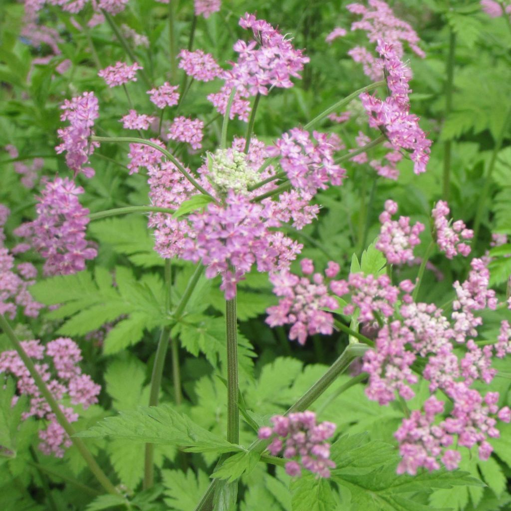 Pimpinella major Rosea