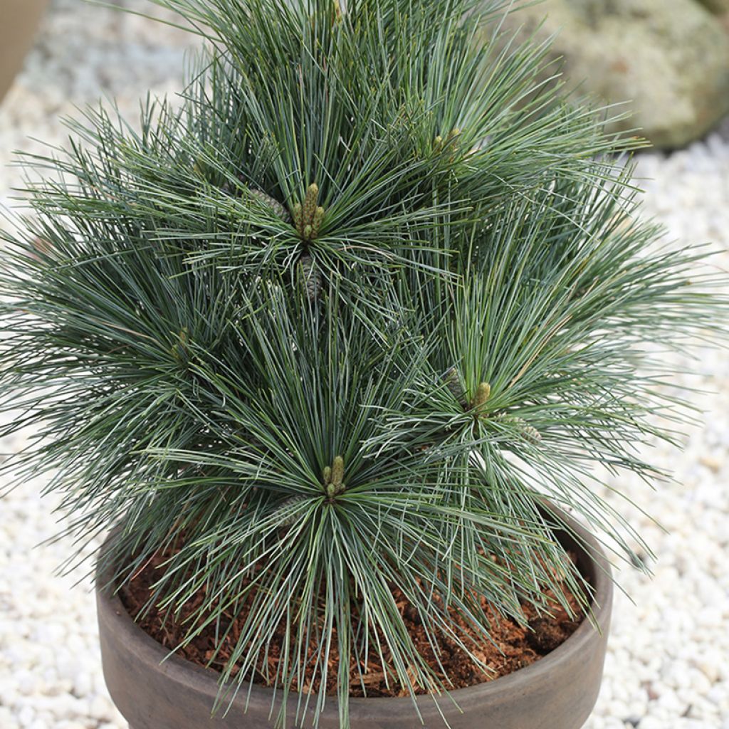 Pino de Weymouth Secrest - Pinus strobus