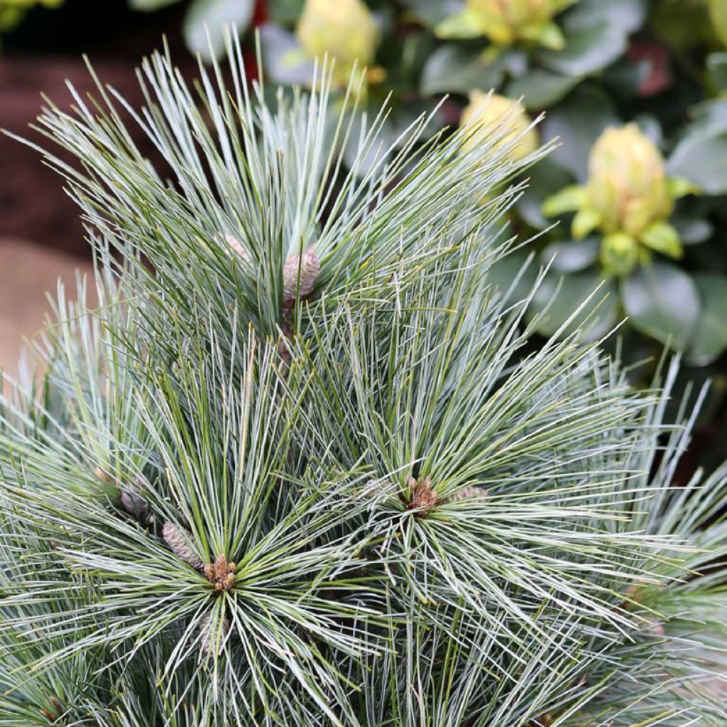 Pino de Weymouth Mary Butler - Pinus strobus