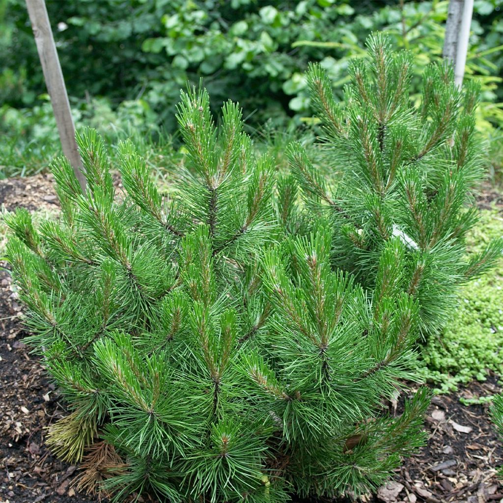 Pin de bosnie - Pinus heldreichii (leucodermis) Compact Gem