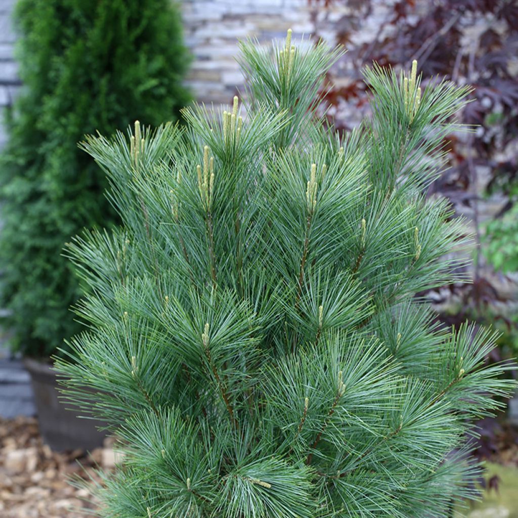 Pino azul del Himalaya​ - Pinus wallichiana Densa Hill