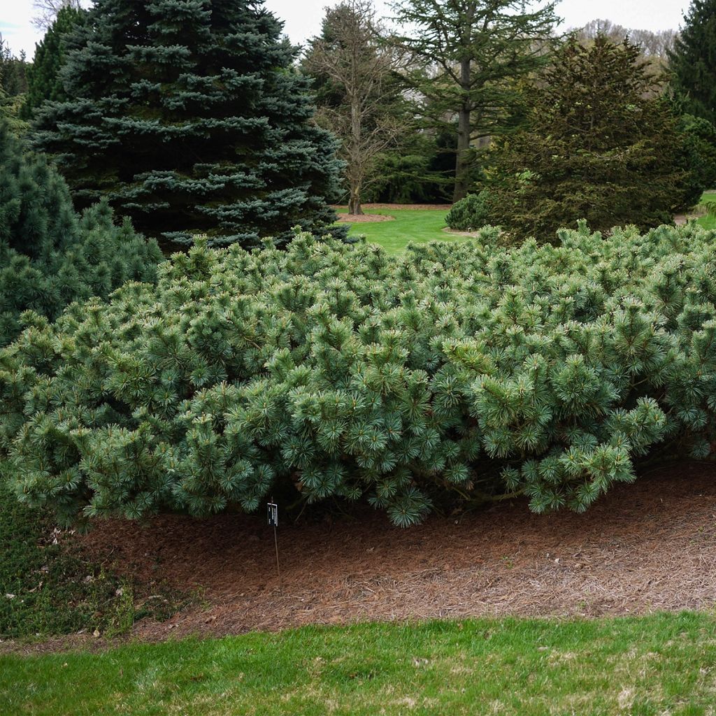 Pin nain de Sibérie - Pinus pumila Glauca