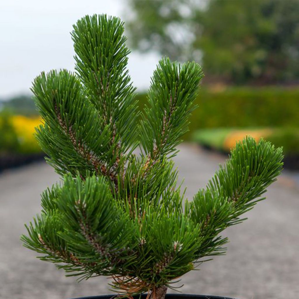 Pino laricio Oregon Green - Pinus nigra