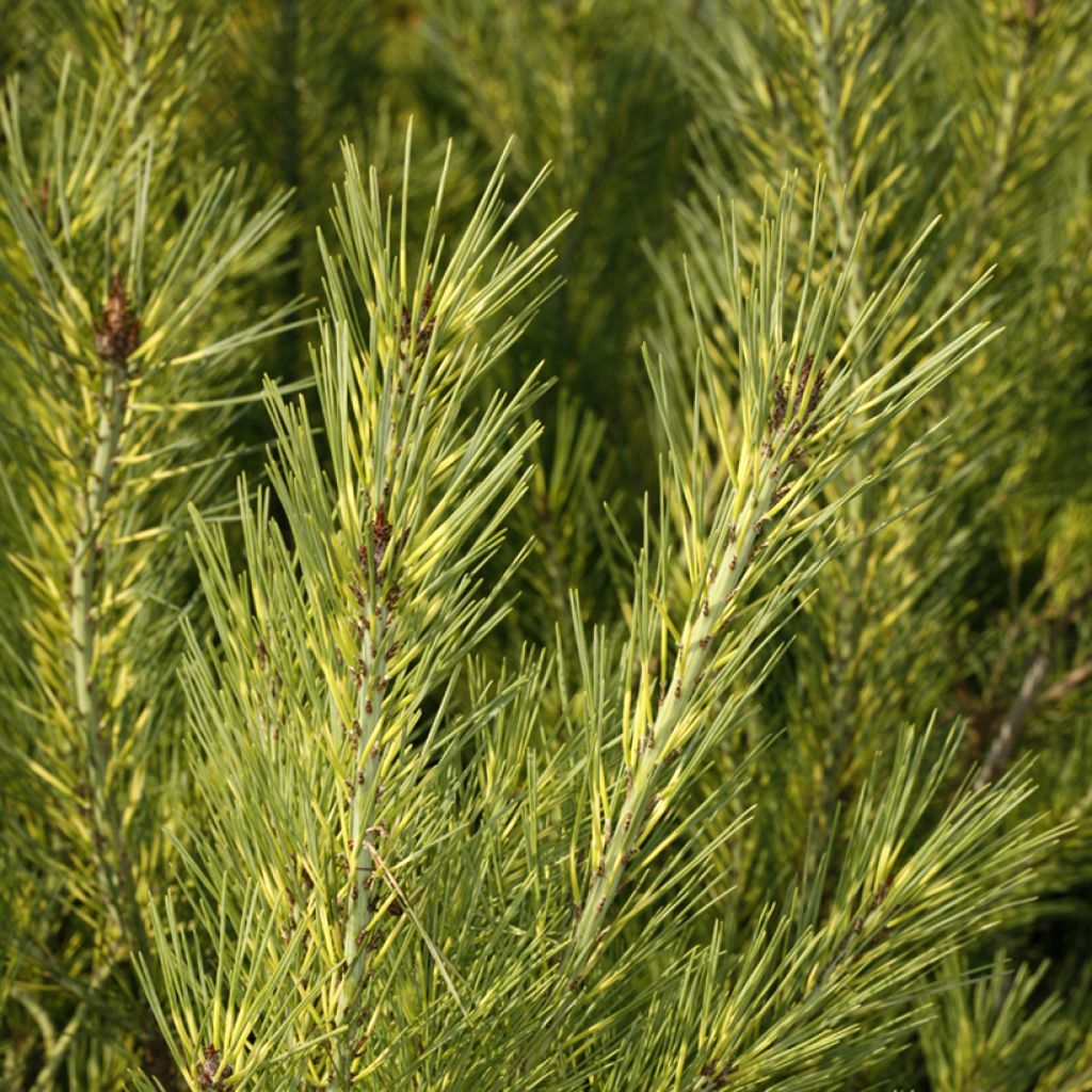 Pino rojo japonés Oculus-draconis - Pinus densiflora