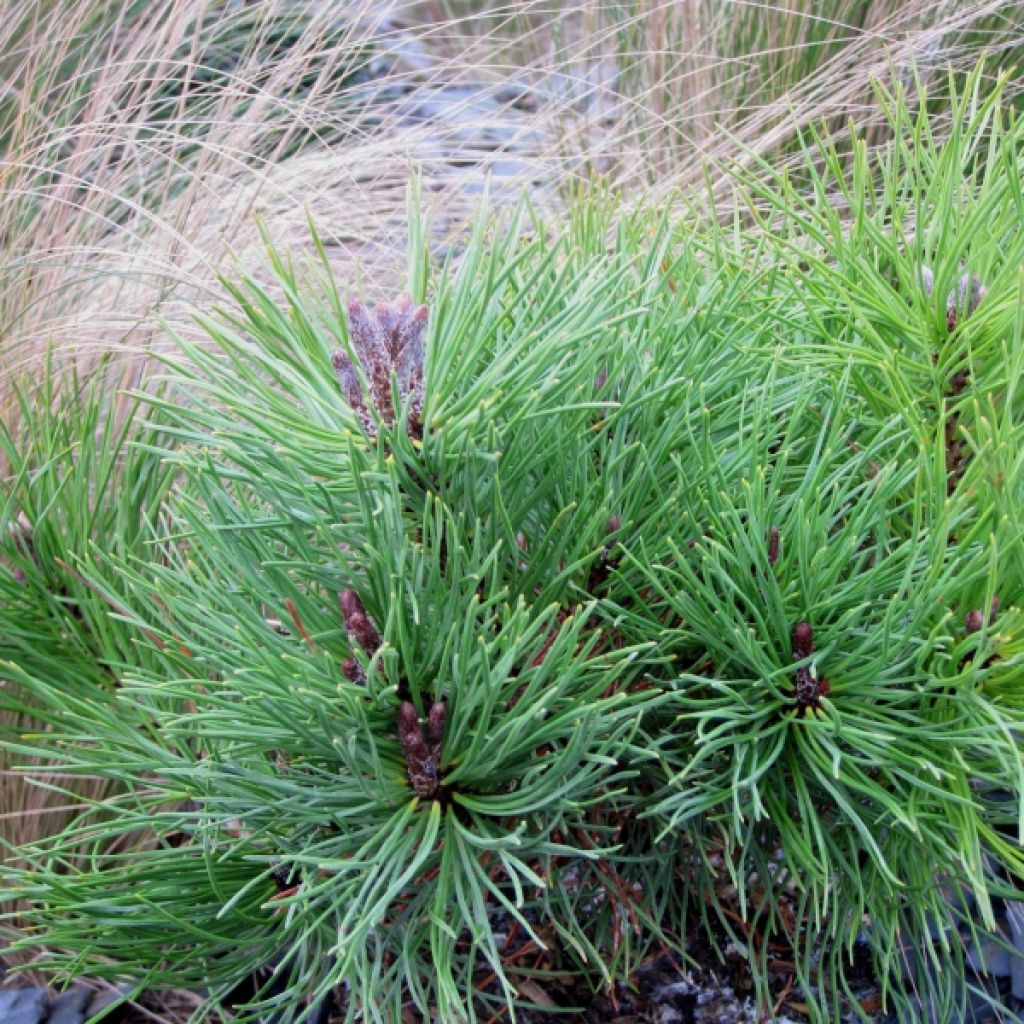 Pin des montagnes - Pinus mugo mughus