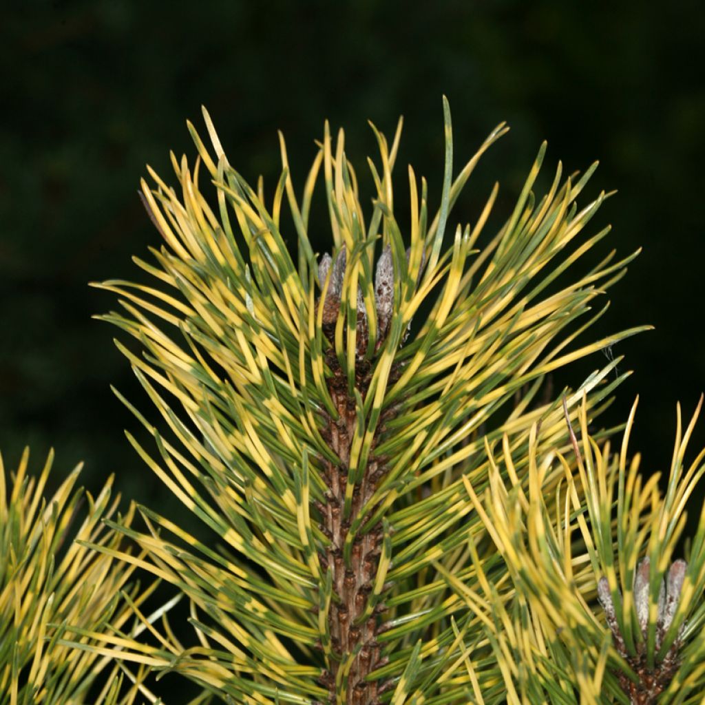 Pino negro Sunshine - Pinus mugo