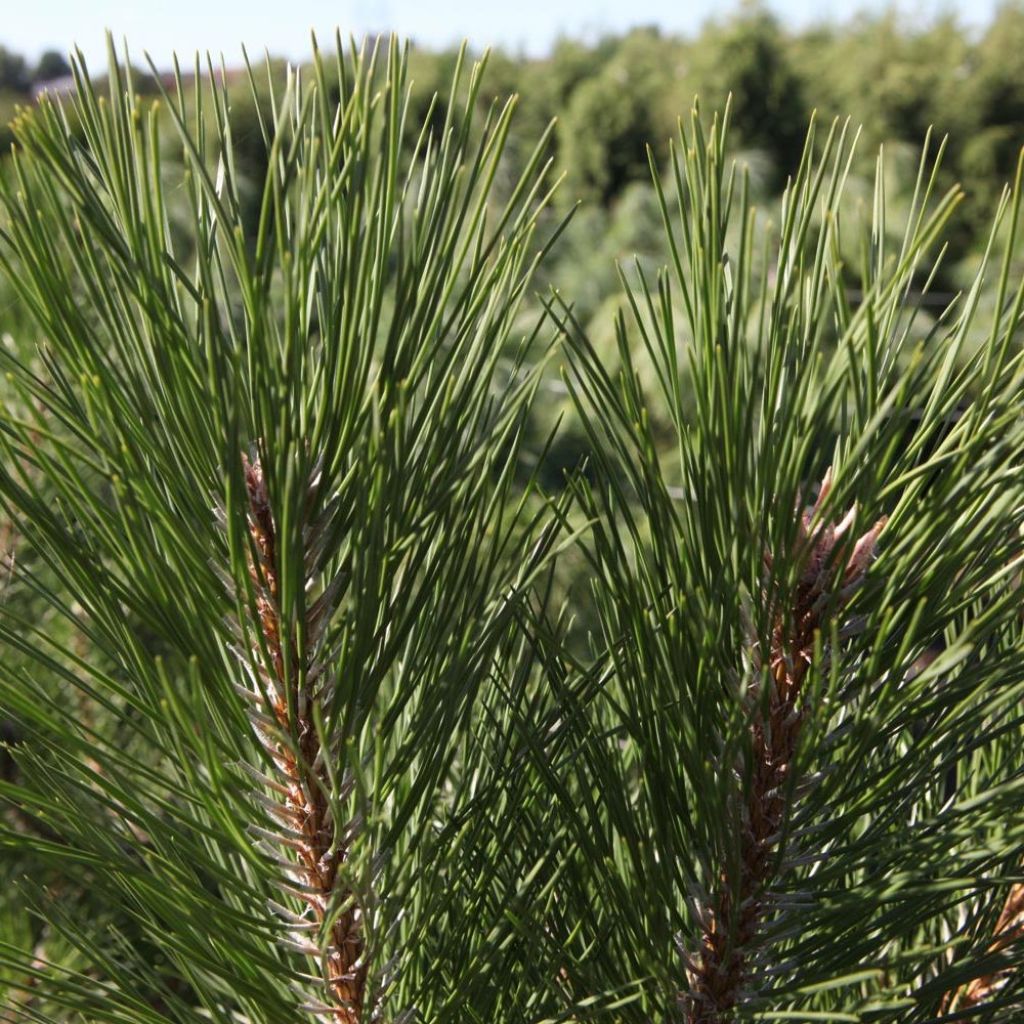 Pino laricio nigra - Pinus nigra