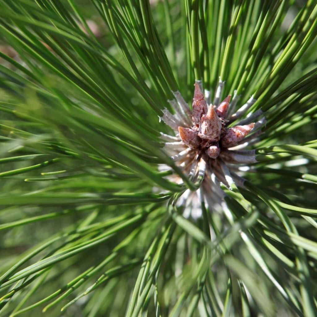 Pino laricio nigra - Pinus nigra