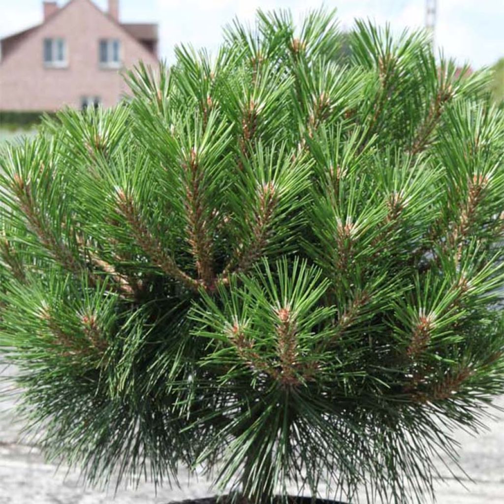 Pinus nigra Brégeon - Pinus nigra