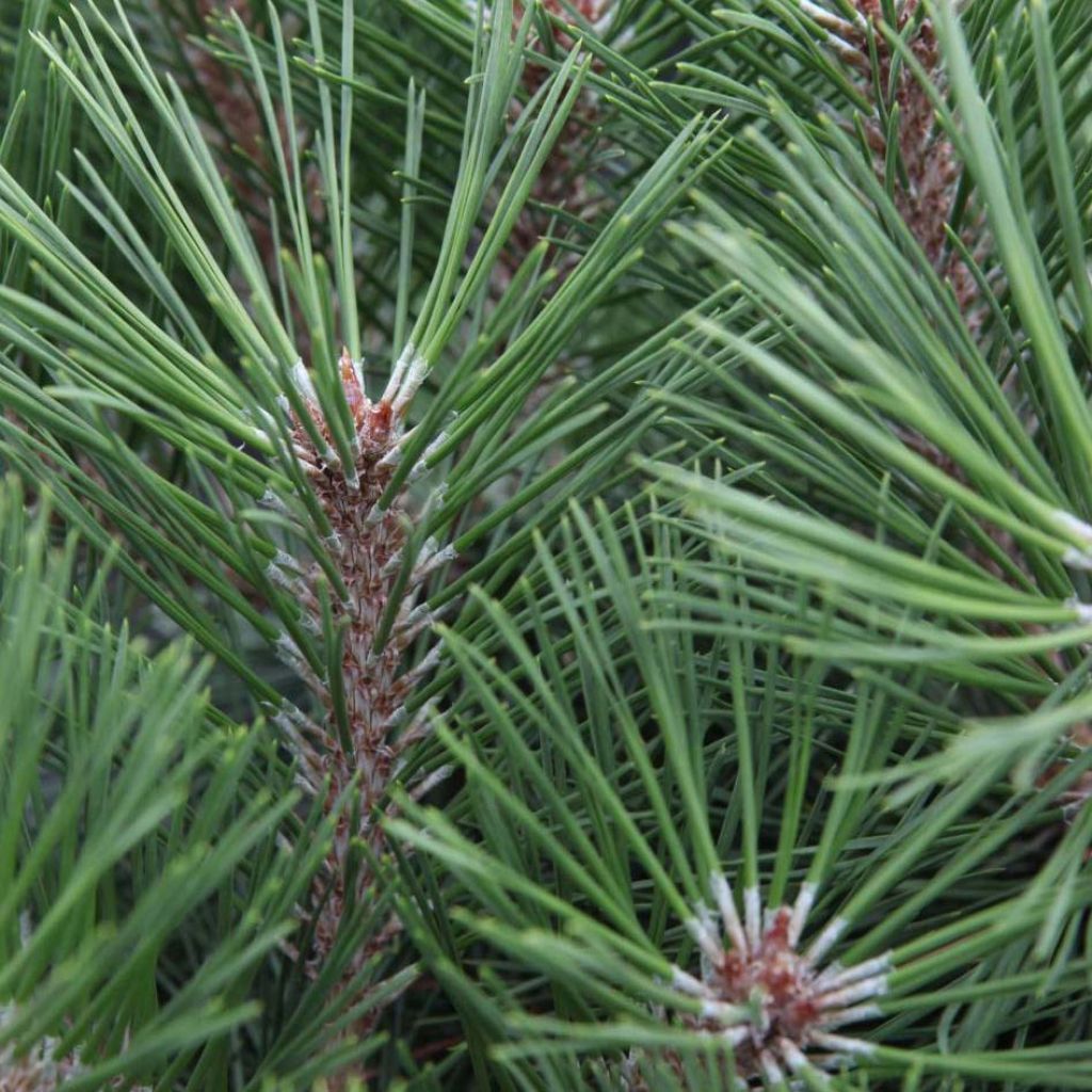 Pinus nigra Brégeon - Pinus nigra