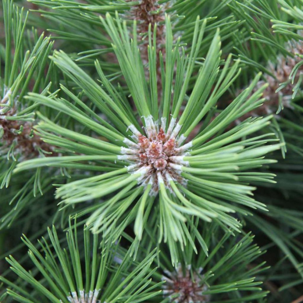 Pinus nigra Brégeon - Pinus nigra