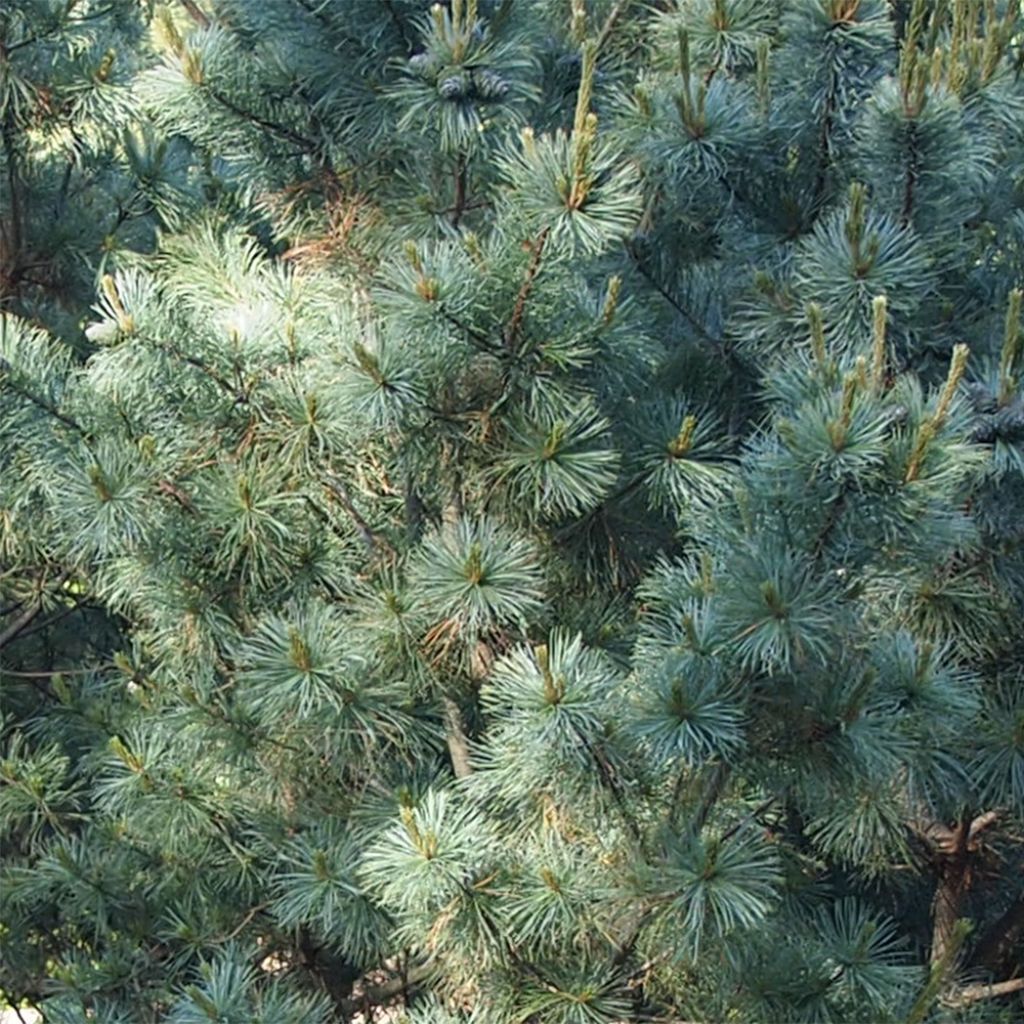 Pinus parviflora Bergman - Pin blanc du Japon                       