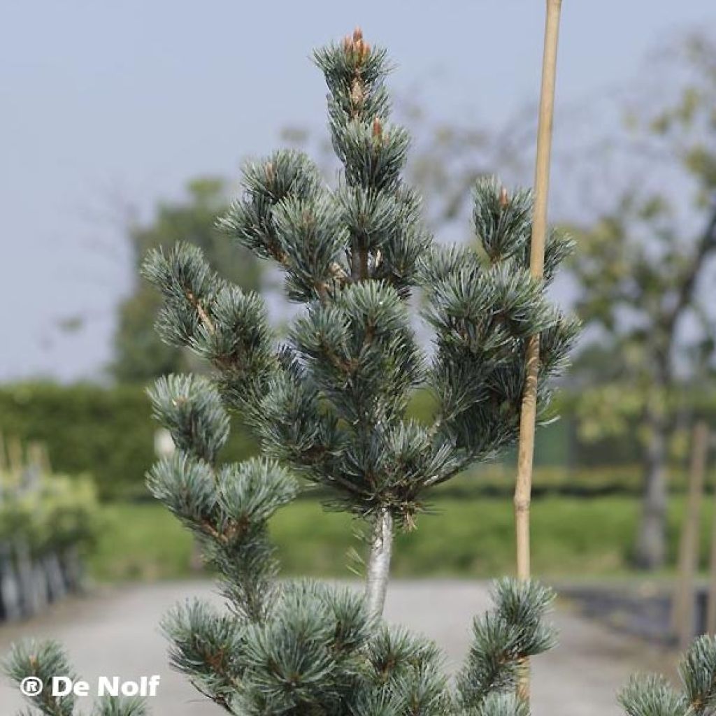 Pino blanco japonés Negishi - Pinus parviflora