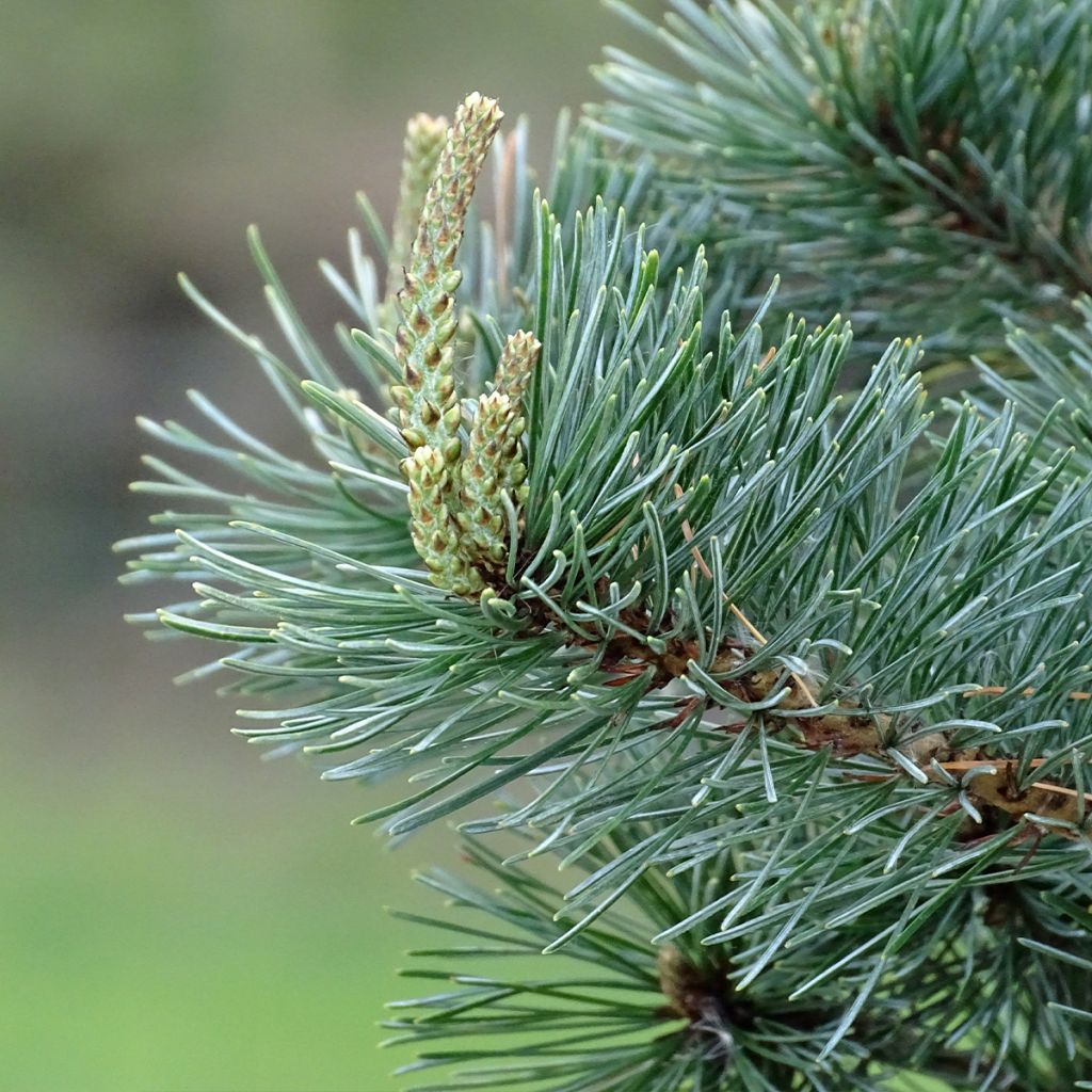 Pinus parviflora Negishi - Pin blanc japonais