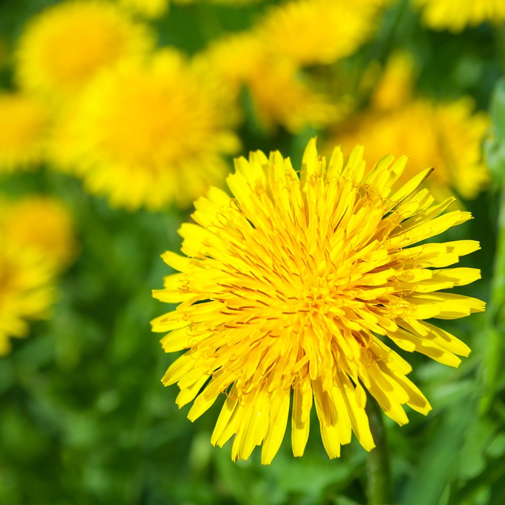 Diente de león - Taraxacum officinale