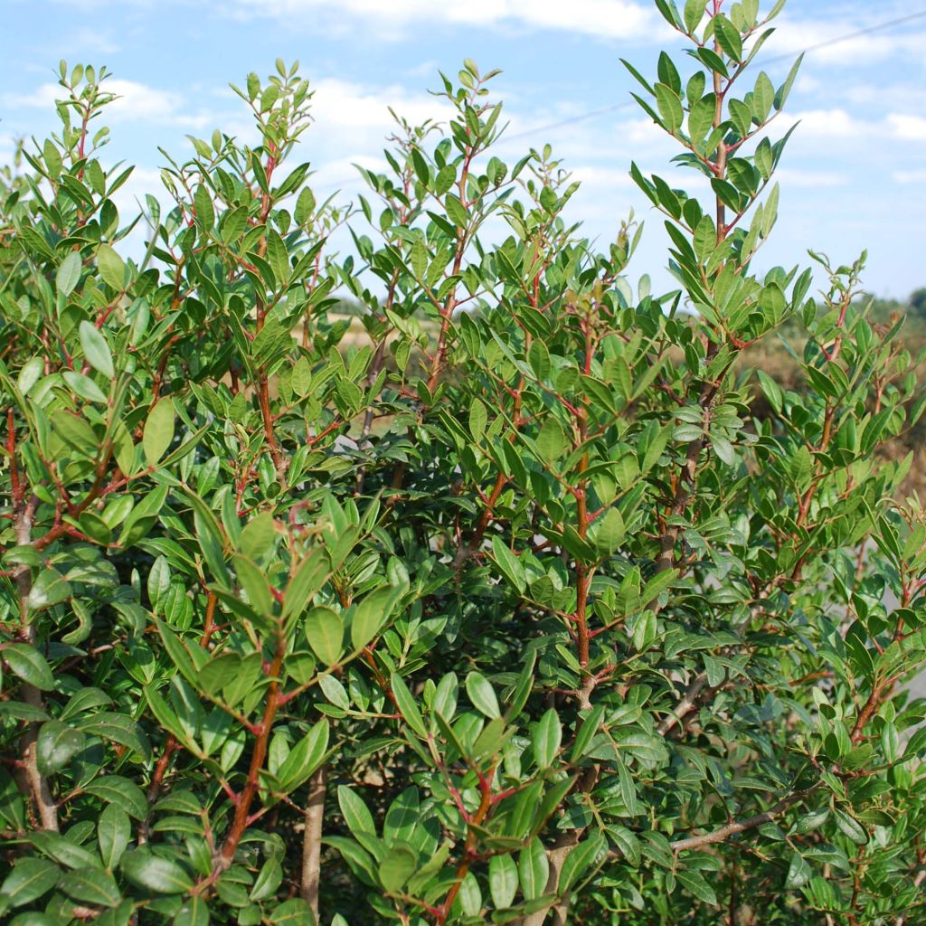 Pistacia lentiscus - Lentisque pistachier