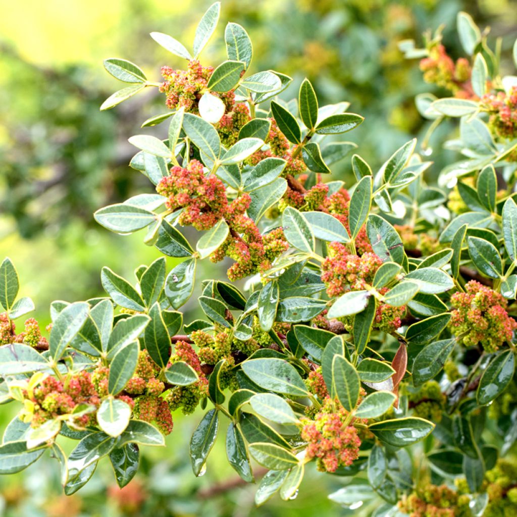 Pistacia lentiscus - Lentisco