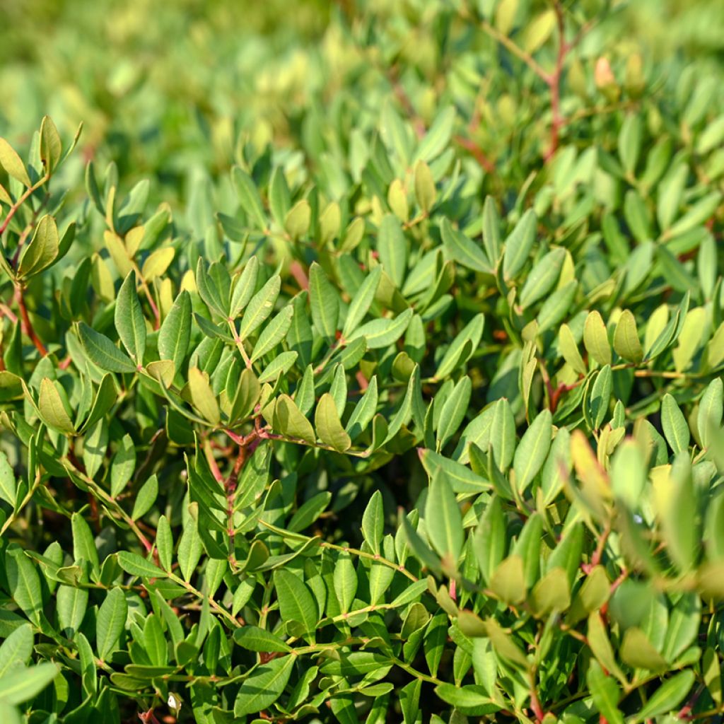 Pistacia lentiscus - Lentisco