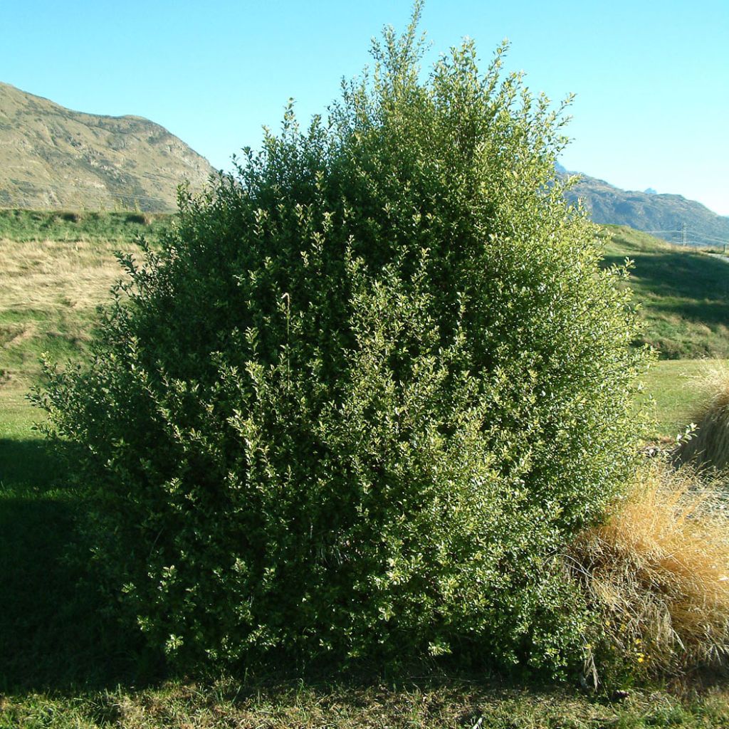 Pittosporum tenuifolium - Pitosporo de hojas tenues