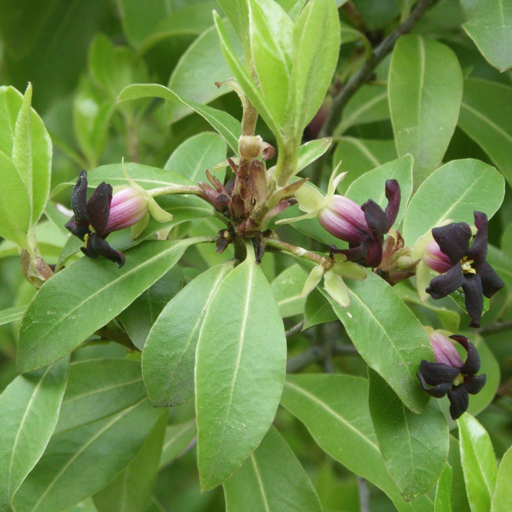 Pittosporum tenuifolium - Pitosporo de hojas tenues