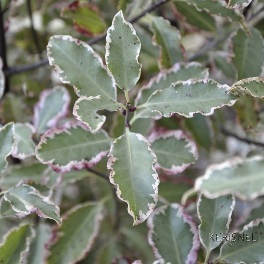 Pittosporum tenuifolium Elisabeth - Pittosporum à petites feuilles panachées