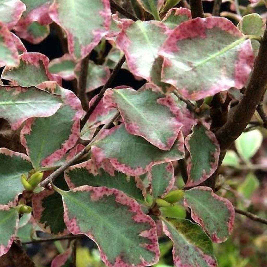 Pittosporum tenuifolium Victoria