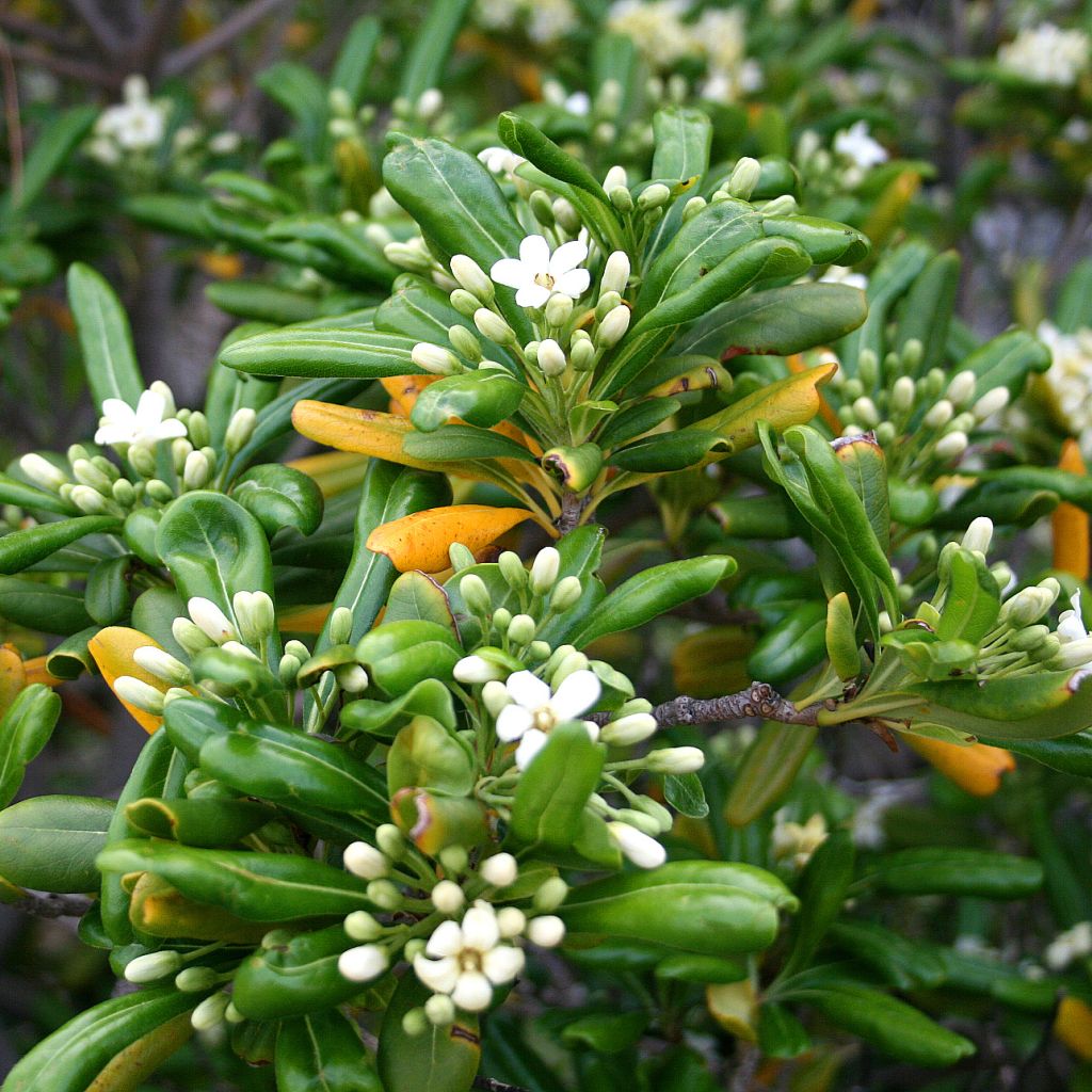 Pittosporum tobira - Pittospore du Japon