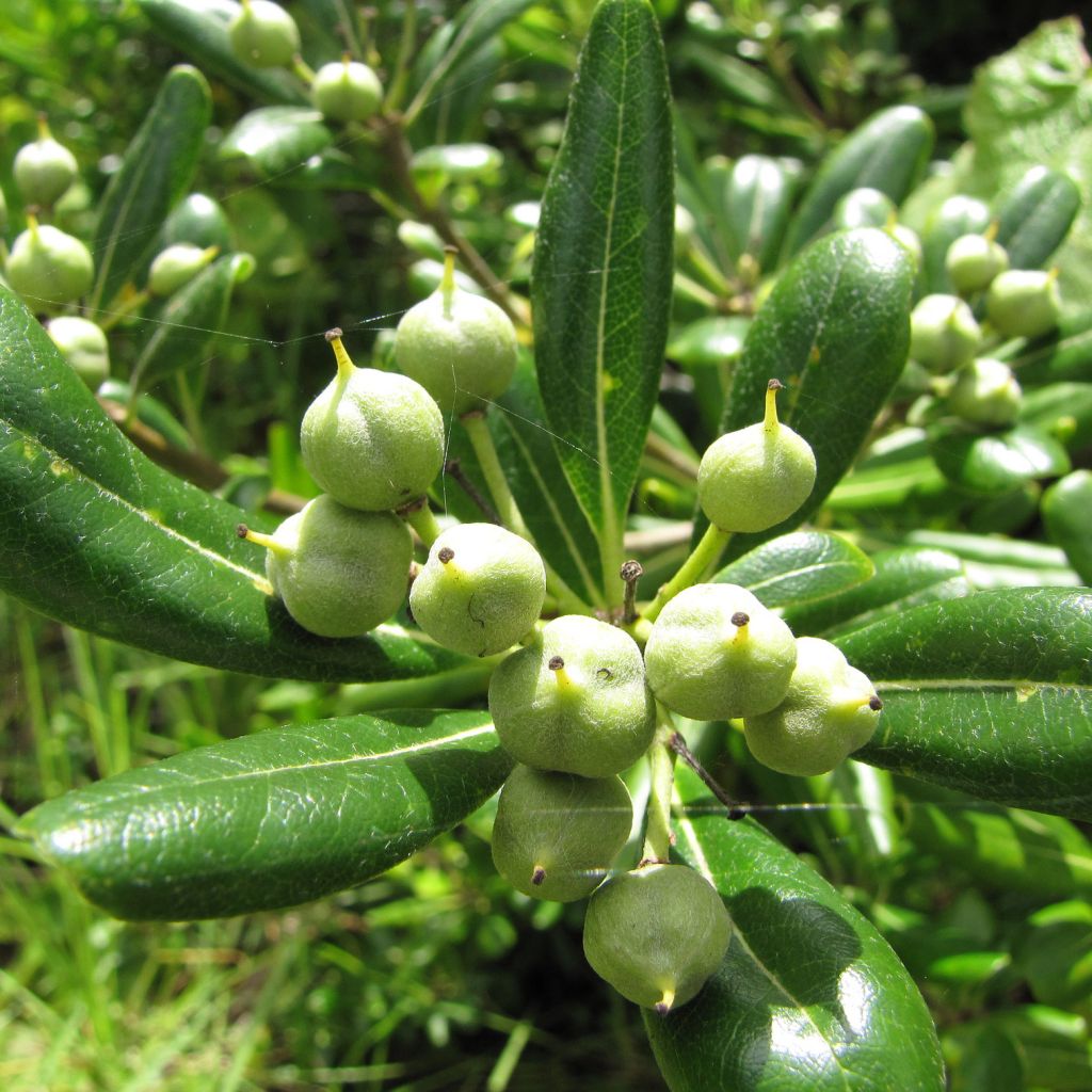 Pittosporum tobira - Azahar de la China