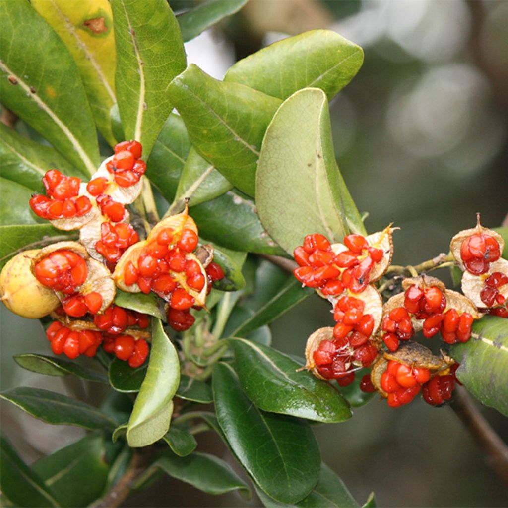 Pittosporum tobira - Azahar de la China