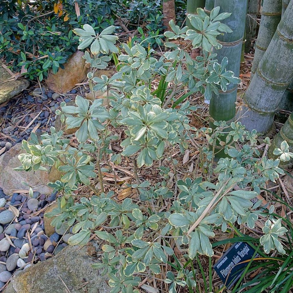 Pittosporum tobira Variegatum