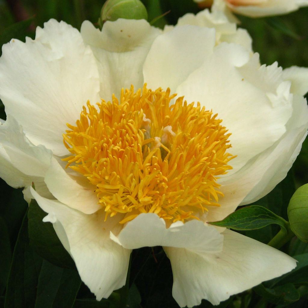 Peonia lactiflora Claire de Lune