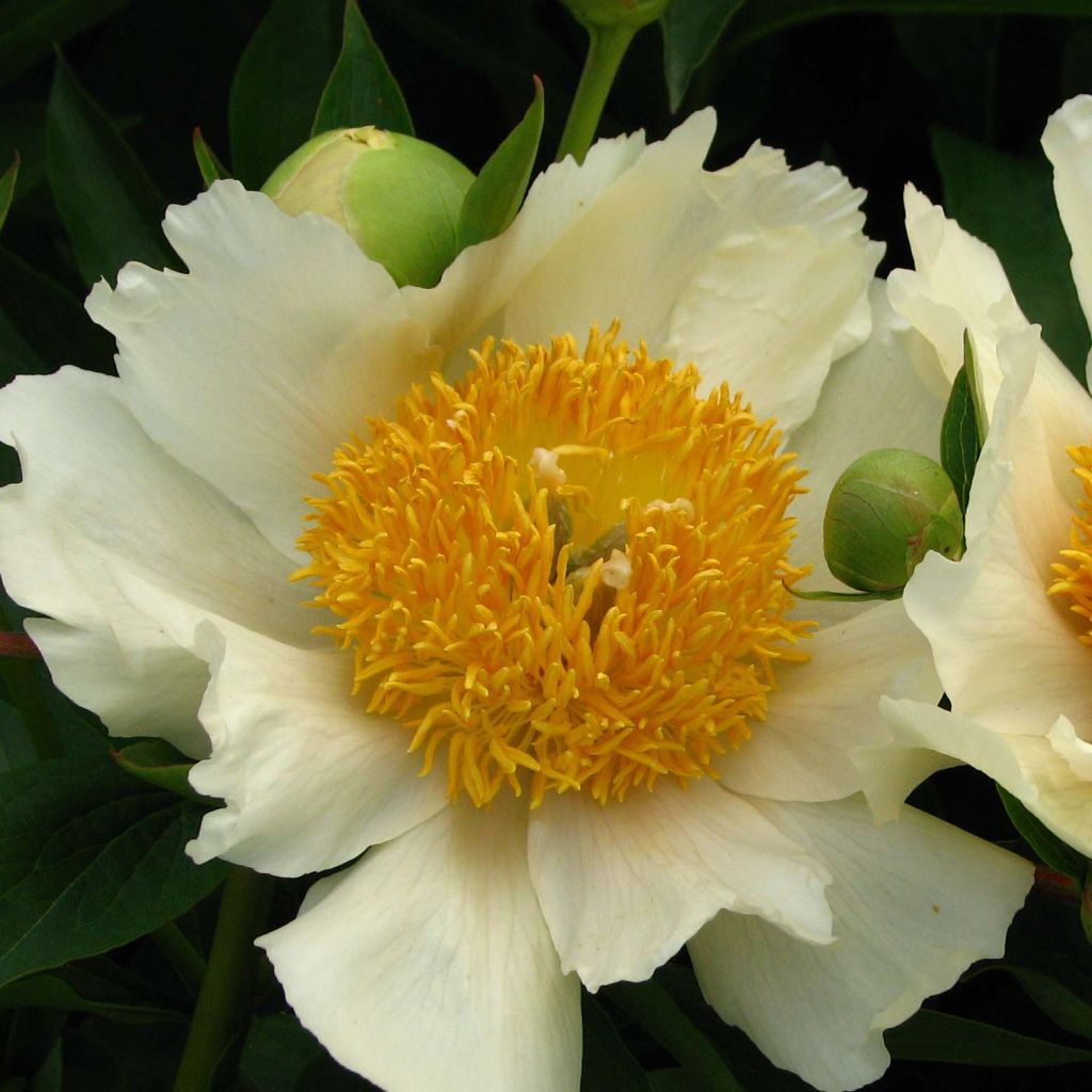 Peonia lactiflora Claire de Lune