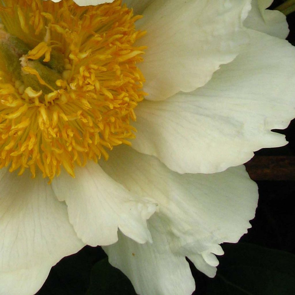 Peonia lactiflora Claire de Lune