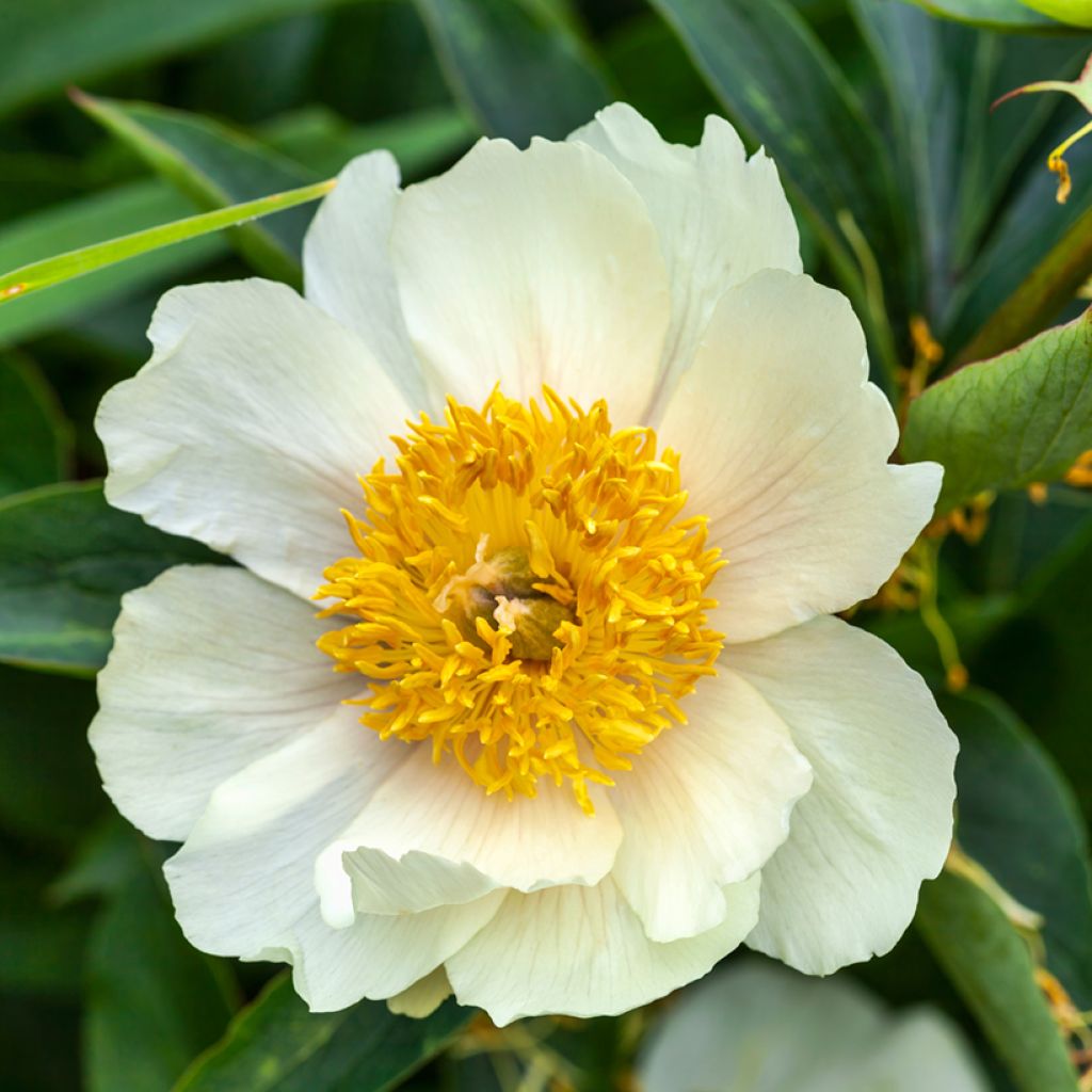 Peonia lactiflora Claire de Lune