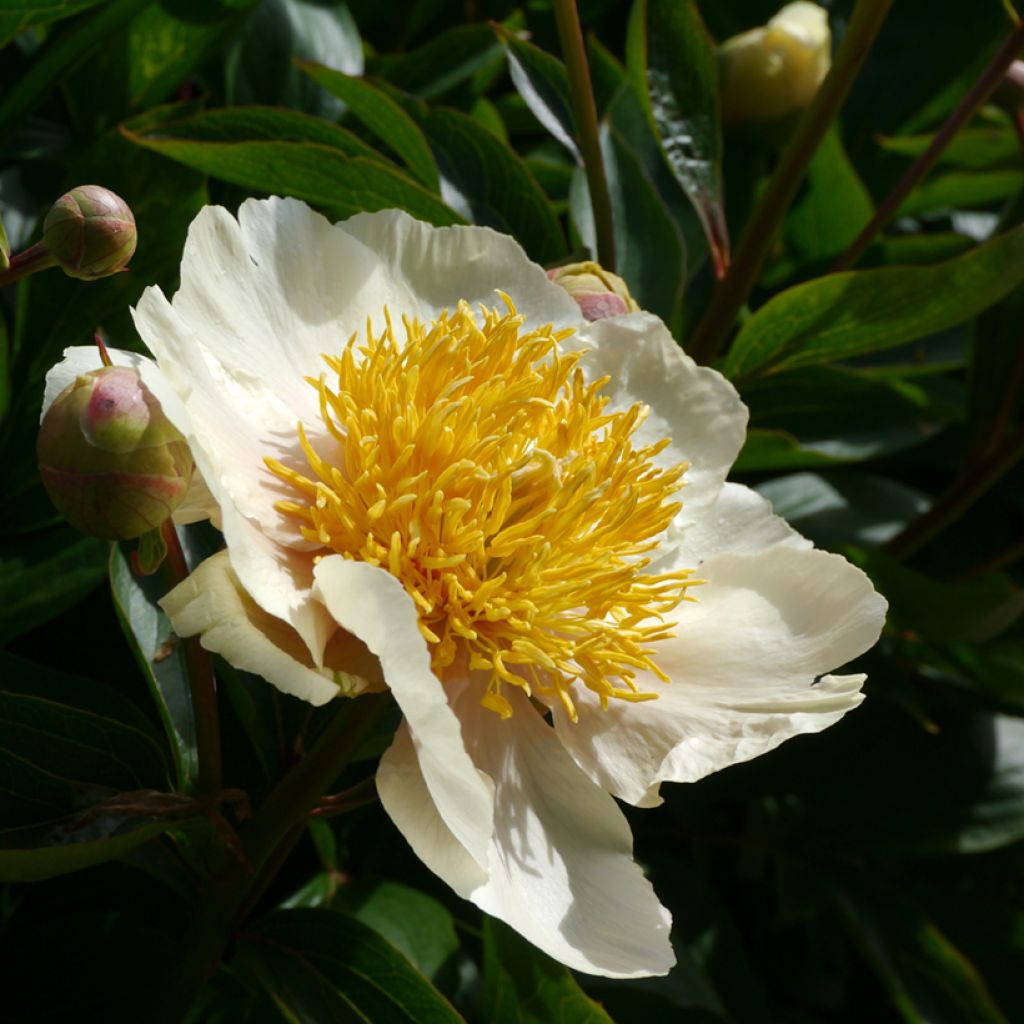 Peonia lactiflora Claire de Lune