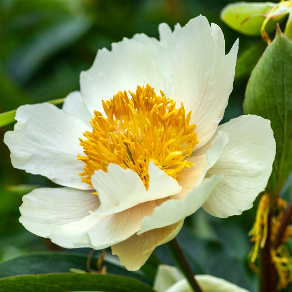 Peonia lactiflora Claire de Lune